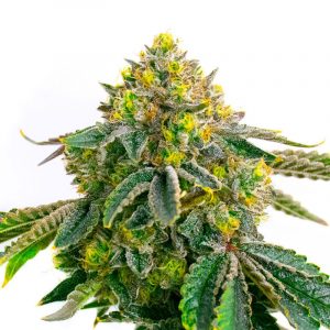 Hulk OG genetics fem