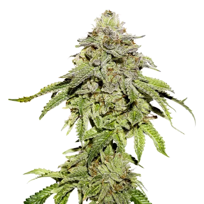 Cookies and Cream fem