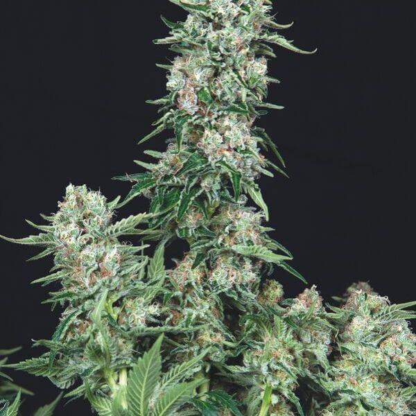 American Cookies fem
