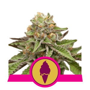 Green Gelato fem