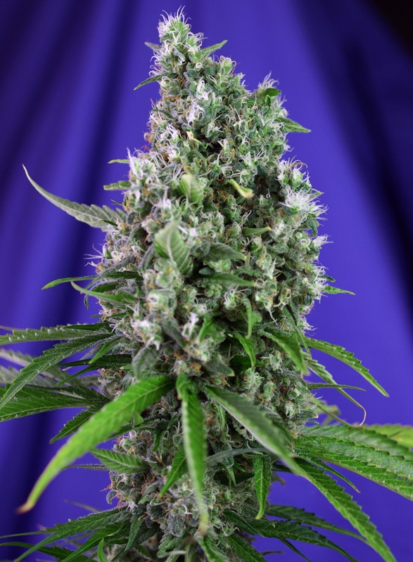 Sweet Trainwreck Auto autofem