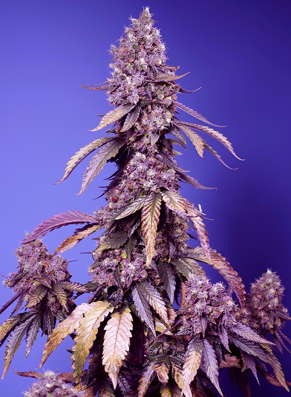 Black Muffin F1 Fast Version fem