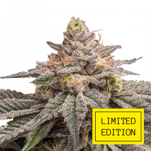 True Cookies OG genetics fem