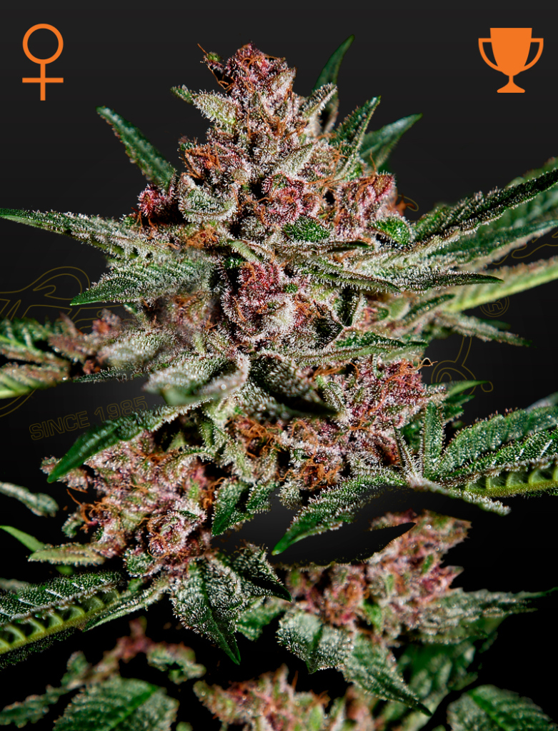 Bubba Kush (Feminised) fem