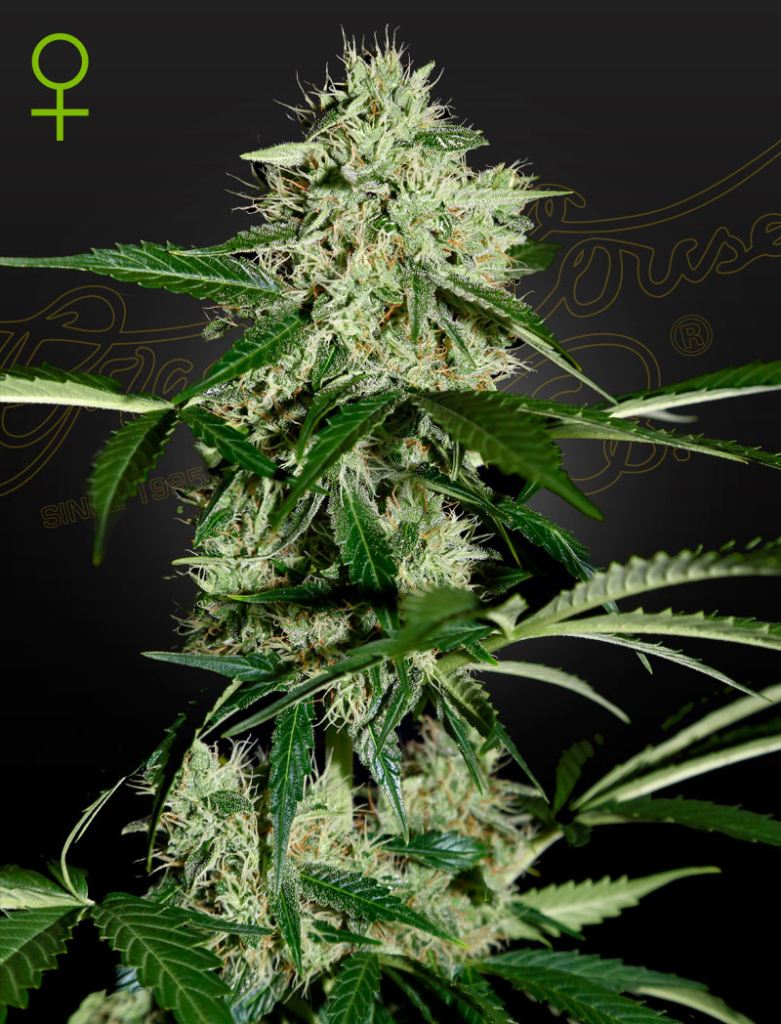 Northern Lights Auto (Feminised) autofem