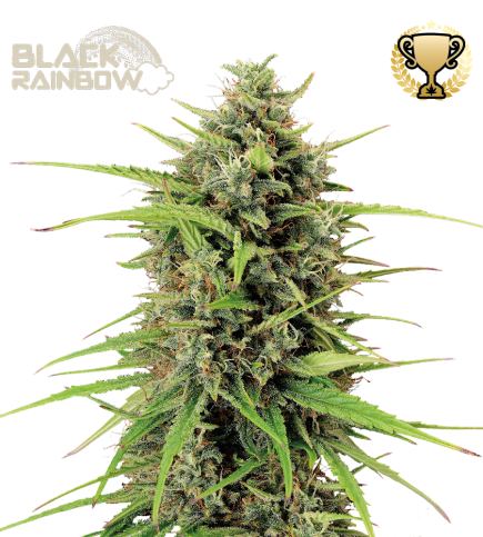 Black Rainbow Auto autofem
