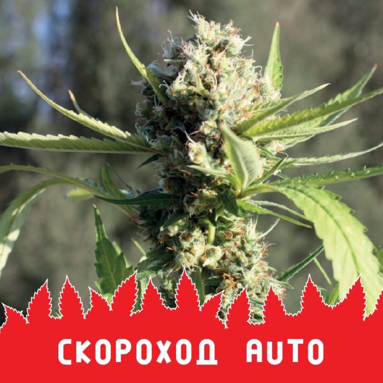 Скороход auto