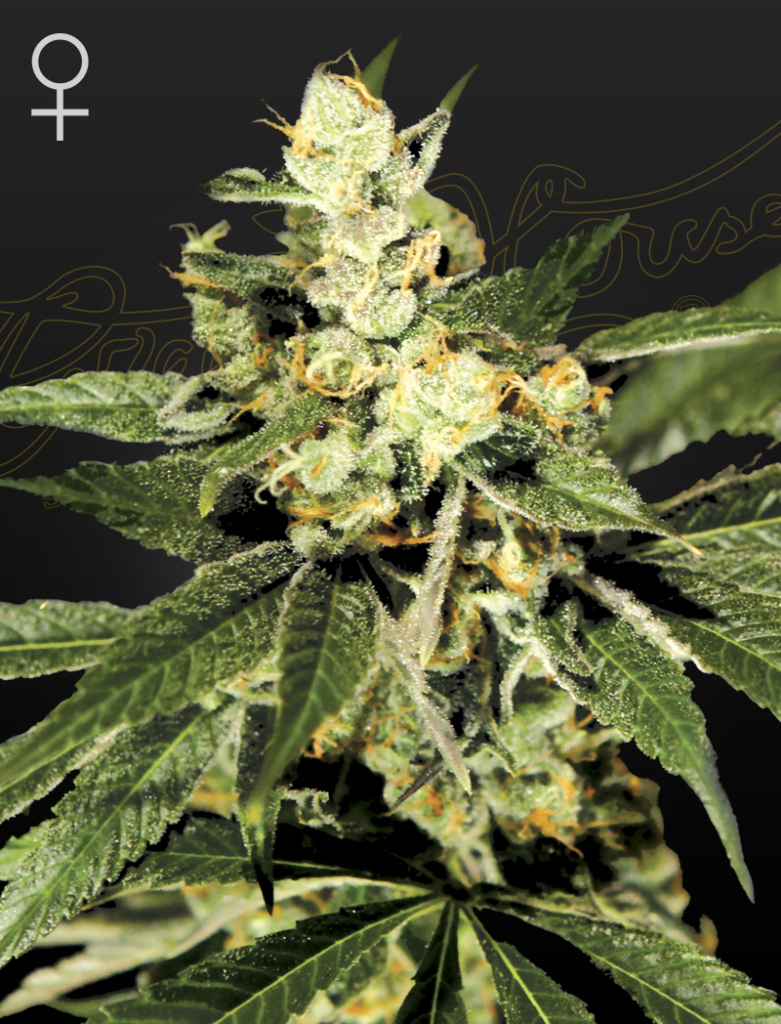 Train Wreck (Feminised) fem