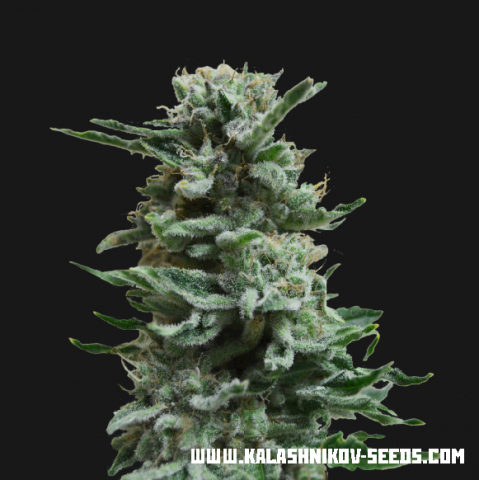 AK Skunk Autofem