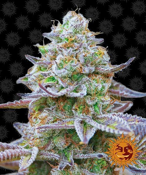 Gorilla Zkittlez fem