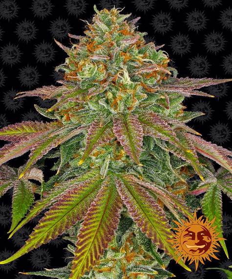 Wedding Cake fem