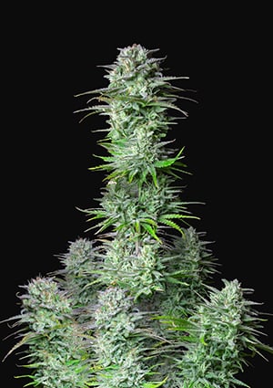 Kosher Cake Auto autofem
