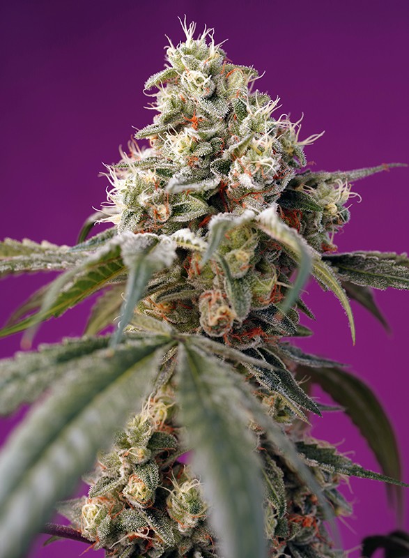 Bruce Banner Auto autofem