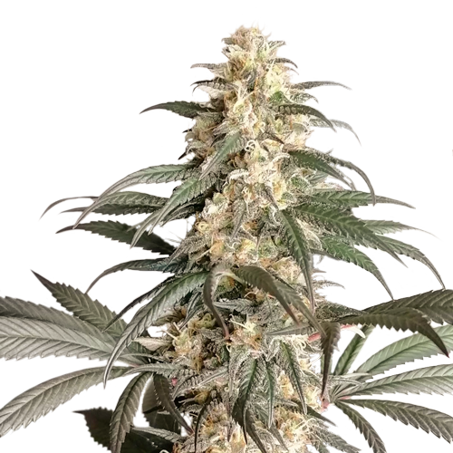 Black Lebanon fem
