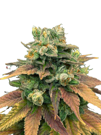 Auto Tangie genetics autofem