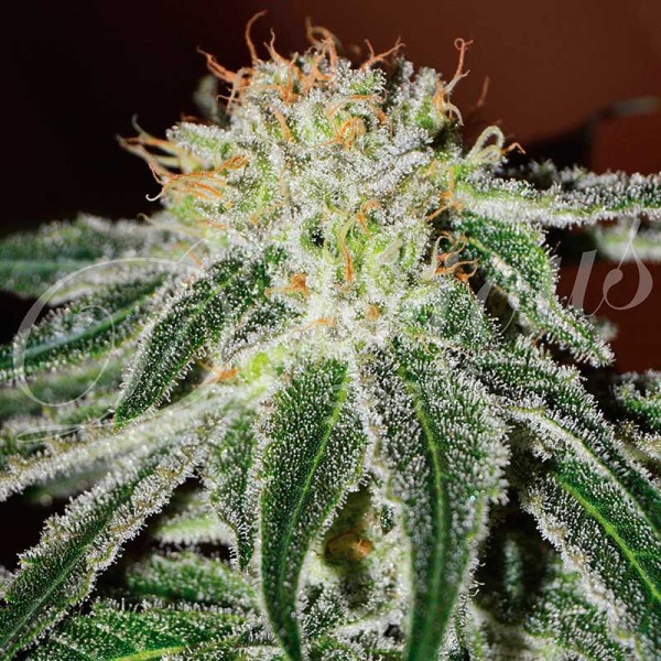 Black Russian fem
