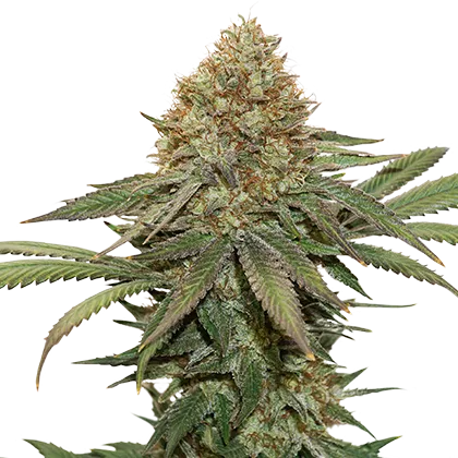 Fruit Cake fem