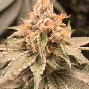 OG Russian genetics fem