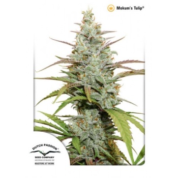 Mokum’s Tulip fem