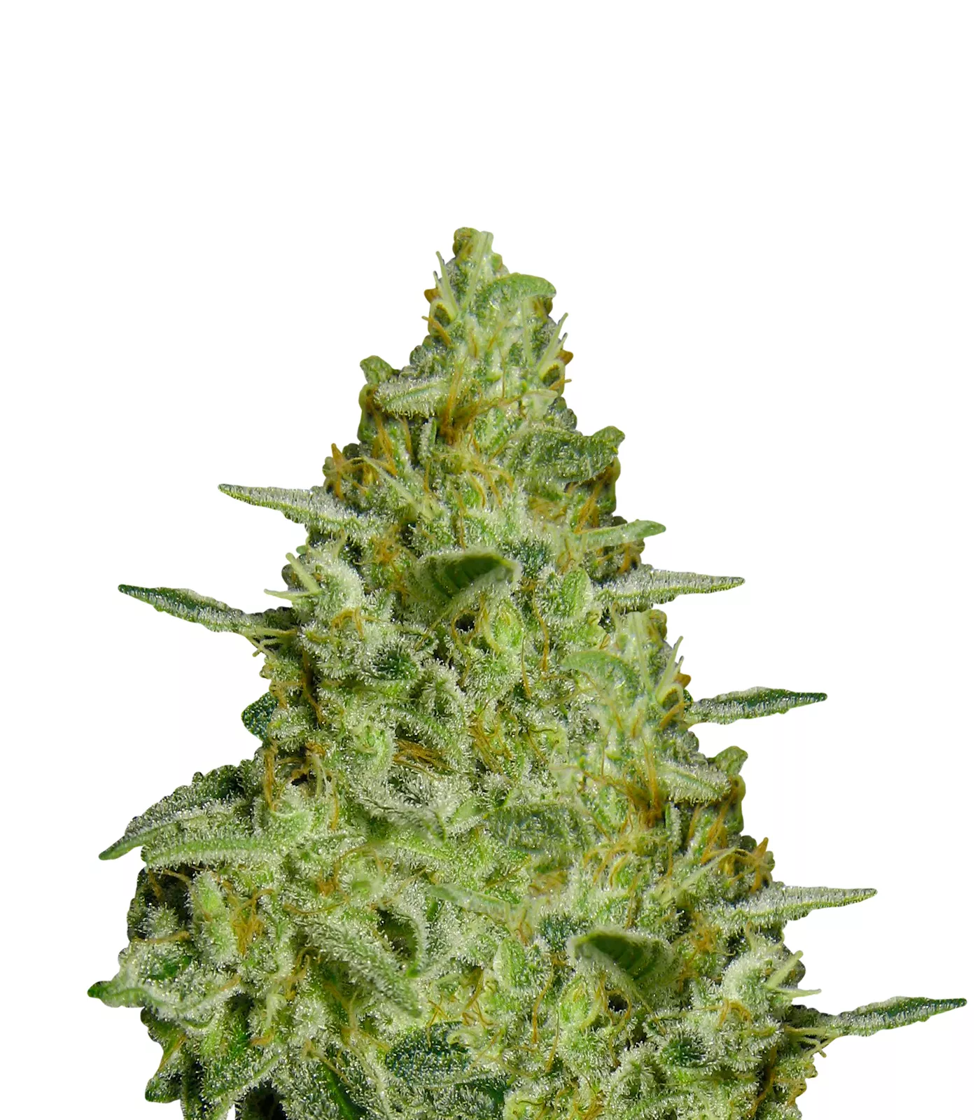 Allkush fem