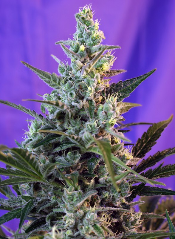 Sweet Skunk Auto autofem