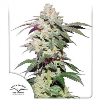 Skywalker Haze fem