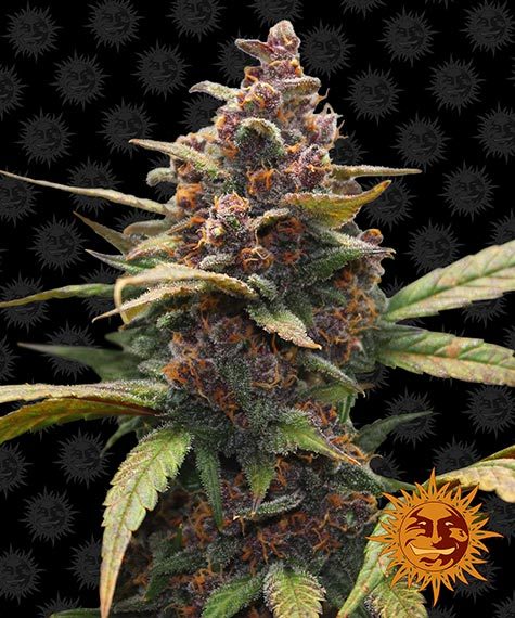 Ayahuasca Purple fem