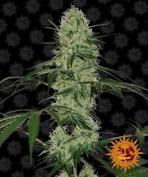 Tangerine Dream Auto autofem