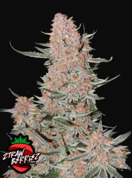 Ztrawberriez Auto autofem