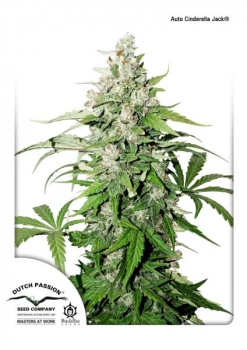 Auto Cinderella Jack autofem