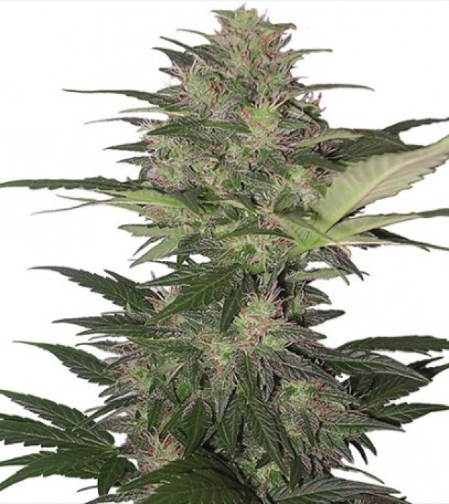 Red Dwarf Auto autofem