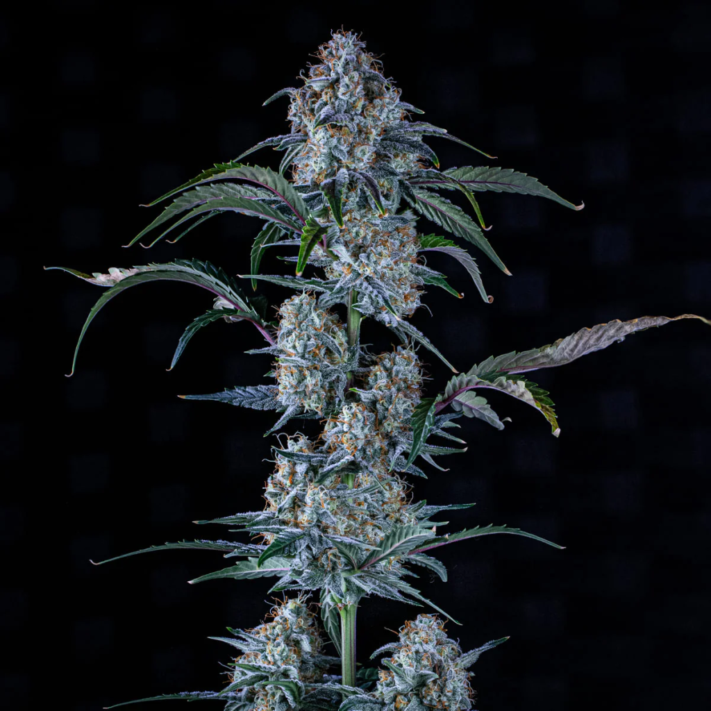 Sour Stomper Auto autofem