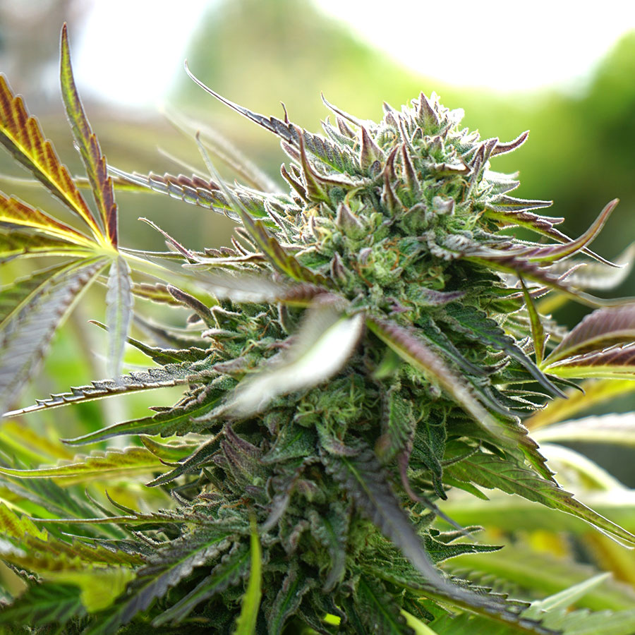 Pineapple Chem Auto (Feminised) autofem