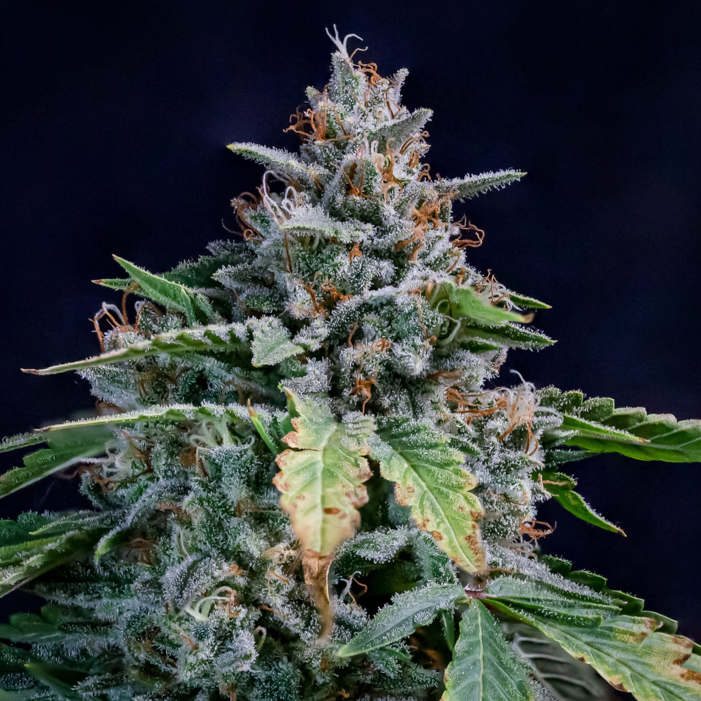 Walter White Auto autofem