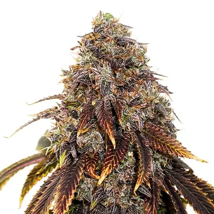 Gelato 41 Auto autofem