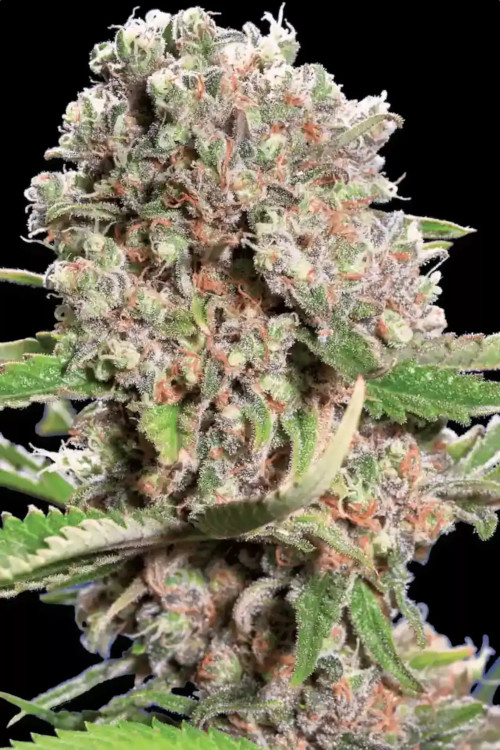 Mendocino Skunk fem