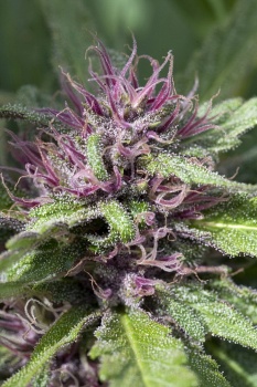 Sticky Blue fem