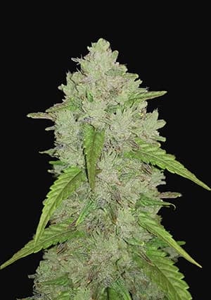 Original Auto Amnesia Haze autofem