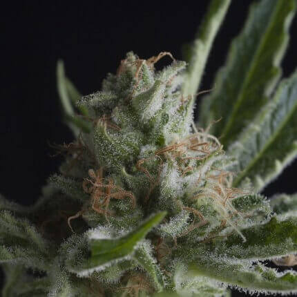 Shark CBD fem