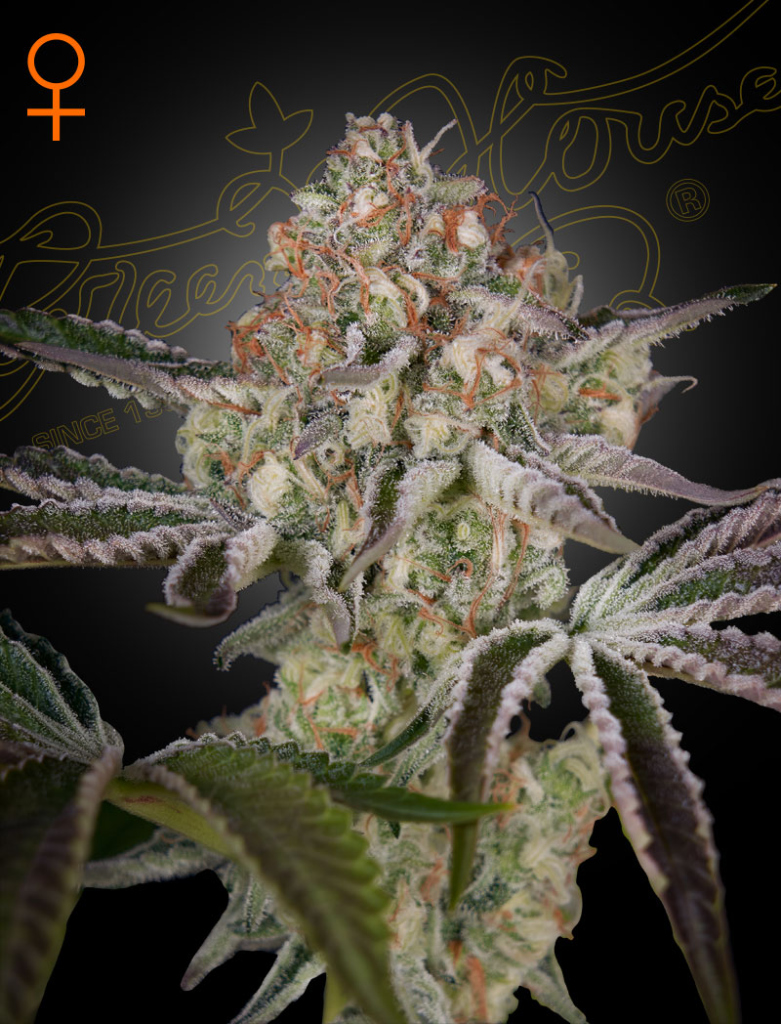 Great White Shark (Feminised) fem