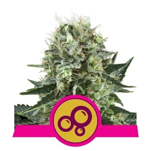 Bubble Kush fem