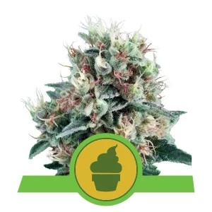 Royal Creamatic autofem