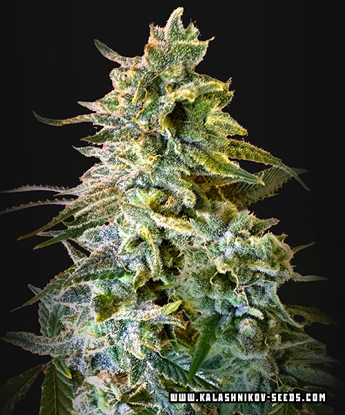 Do-Si-Dos 47 Autofem