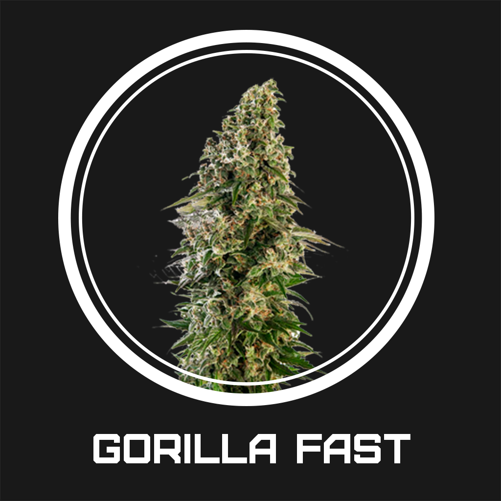 Gorilla Fast fem