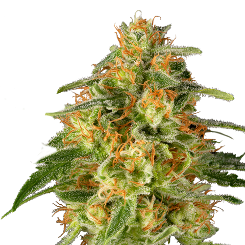 TnT Trichome fem