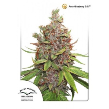 Auto Glueberry O.G. autofem