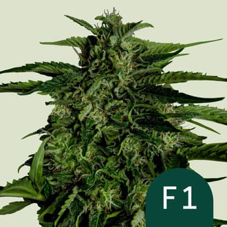 Apollo F1 autofem