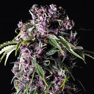 Purple fem