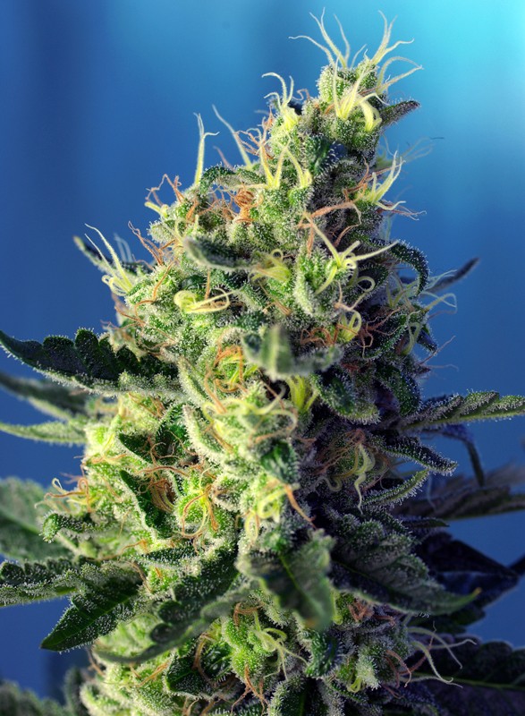 Sweet Pure CBD® fem
