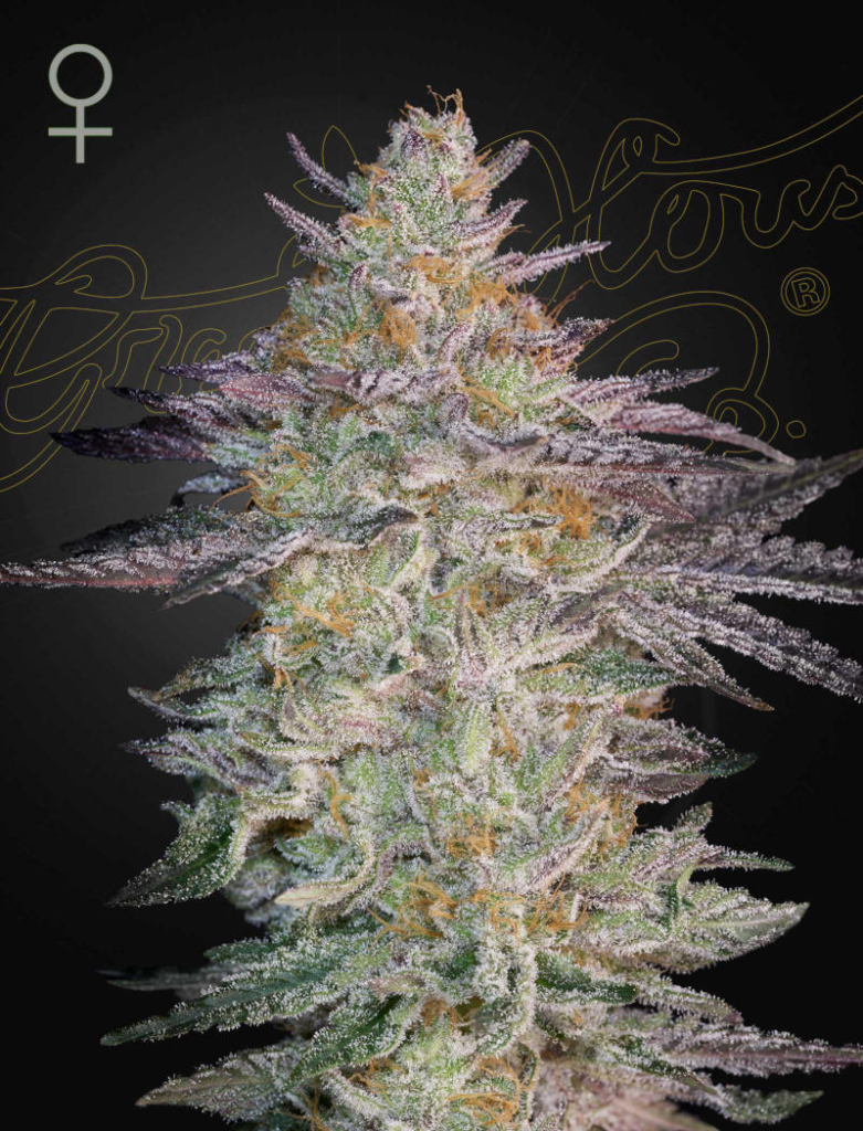 Super Lemon Haze x GMO (Feminised) fem